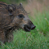 Wild boars